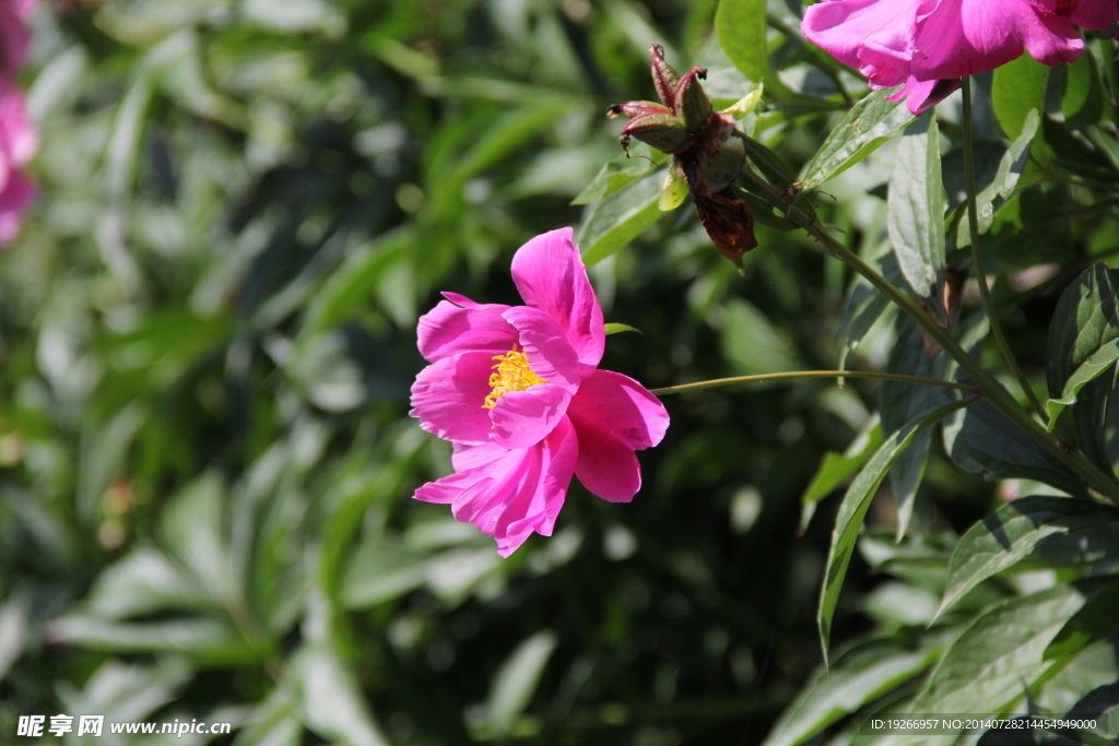 芍药