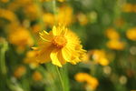 黄花