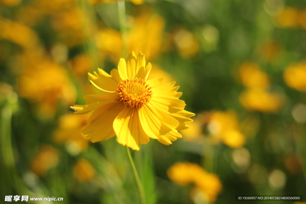 黄花