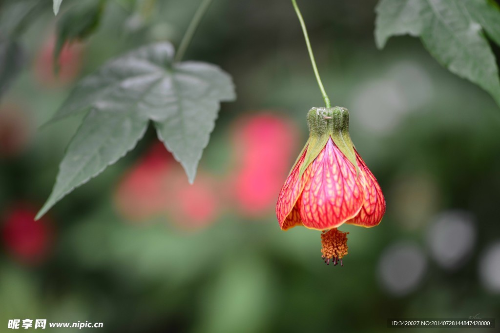 灯笼花