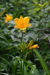 黄花菜