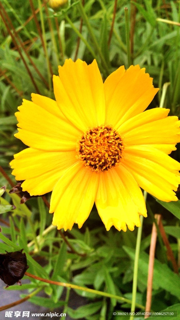 雏菊