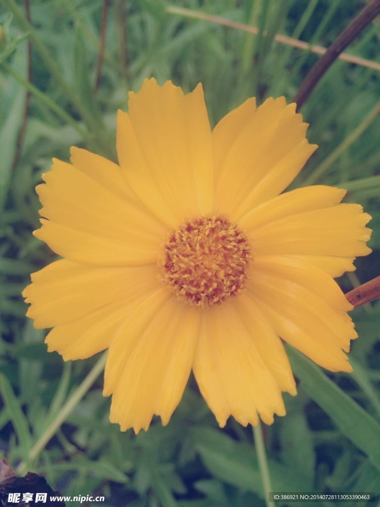 雏菊
