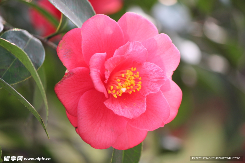 茶花