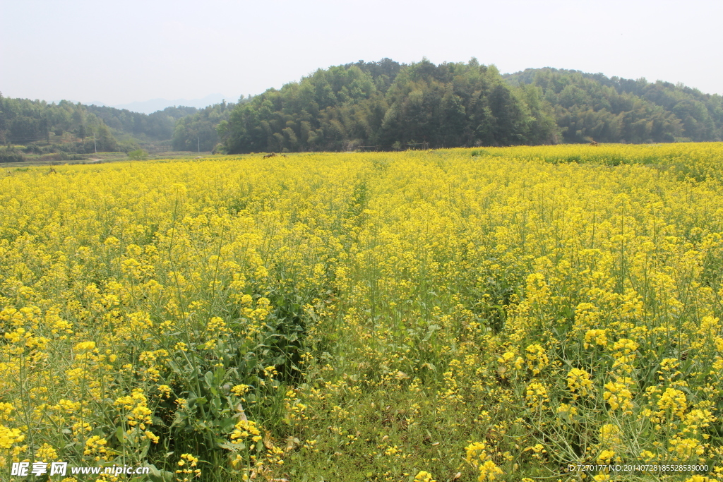 油菜花地