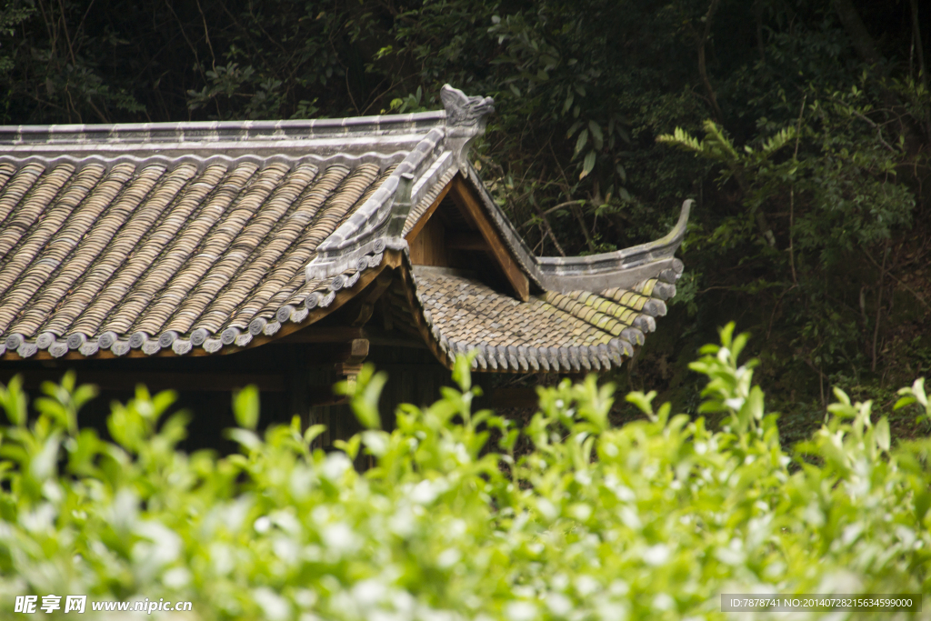 茶田边的古代房屋