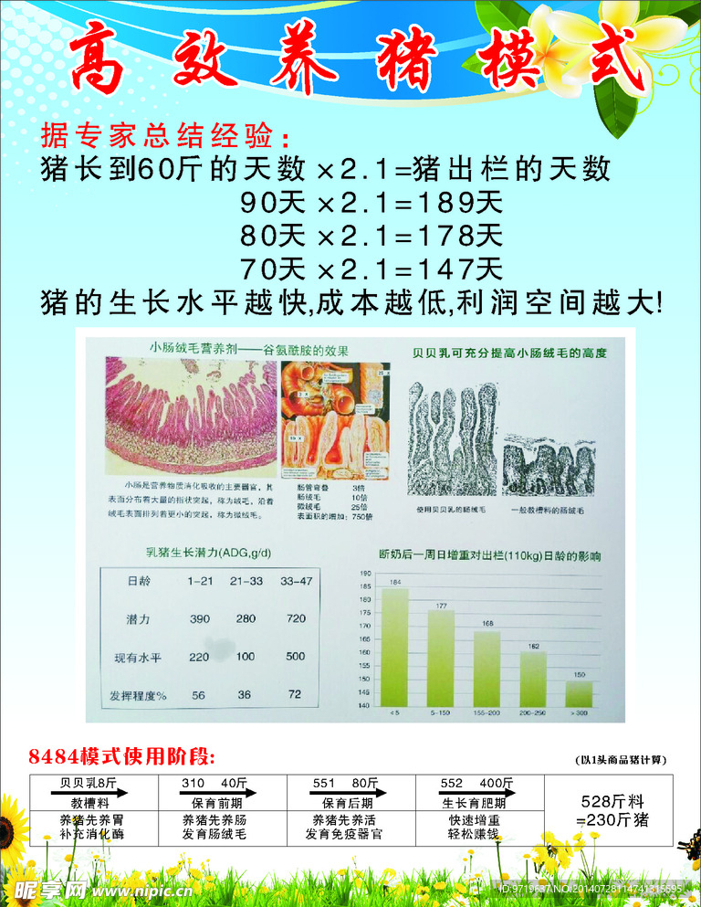 高效养猪模式