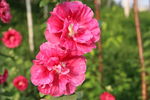 蜀葵花