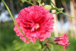 蜀葵花