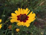 鲜花