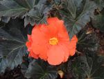 鲜花