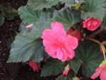 鲜花