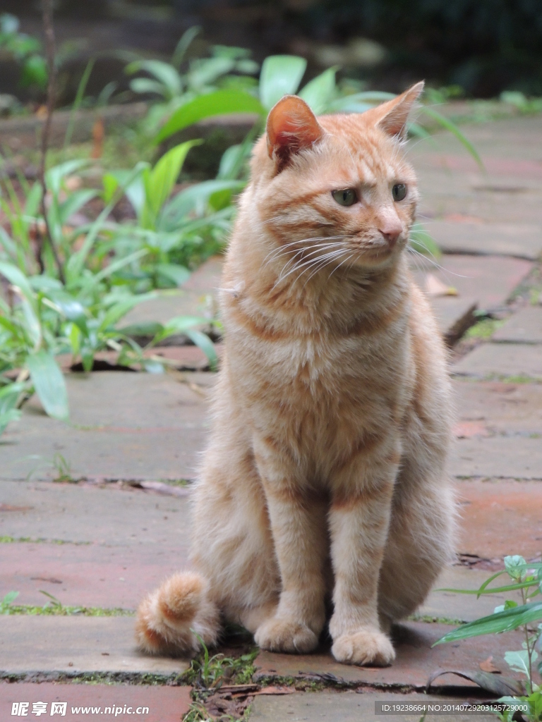 猫