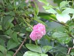鲜花