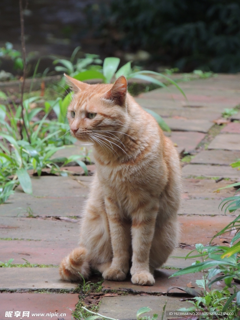 猫