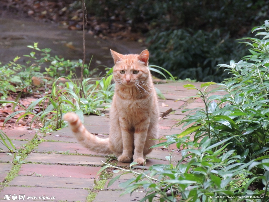 猫 动物