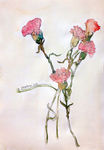 花卉 绘画