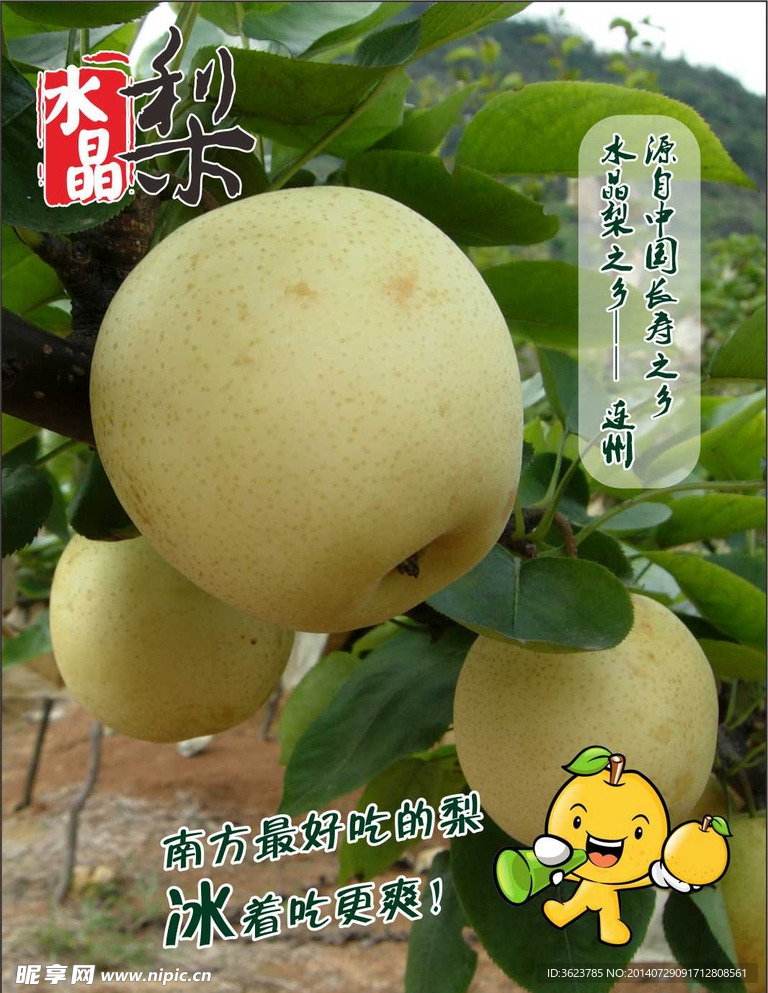 水晶梨展板