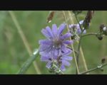苦菜花