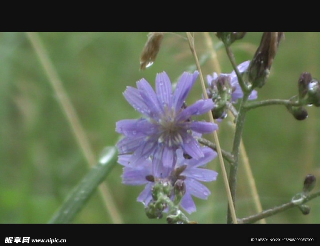 苦菜花