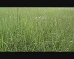 野花