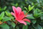 杜鹃花