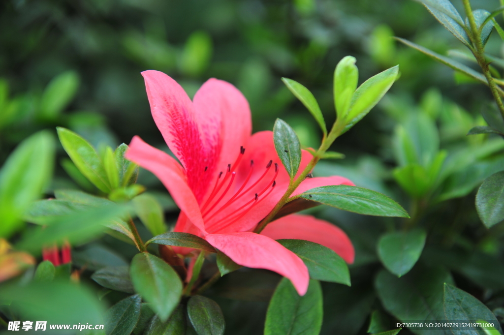 杜鹃花