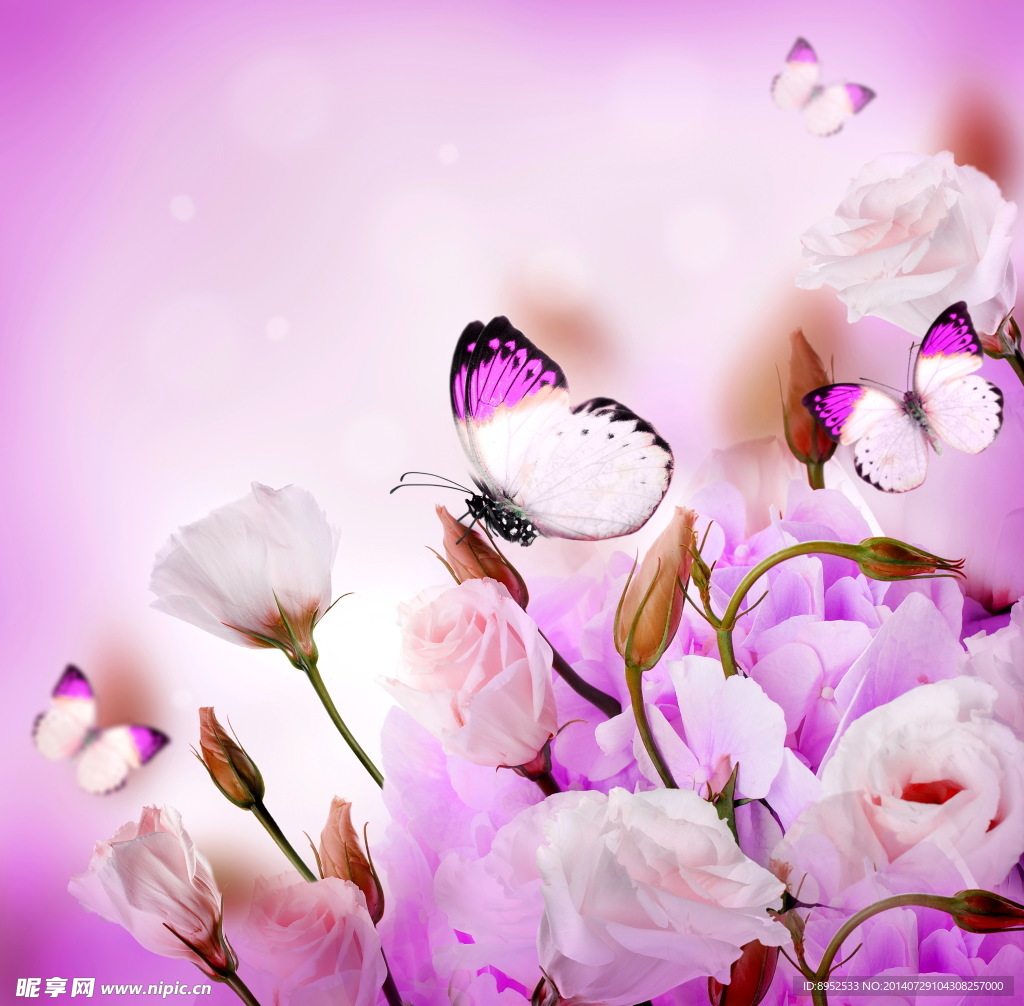 蝴蝶 康乃馨花