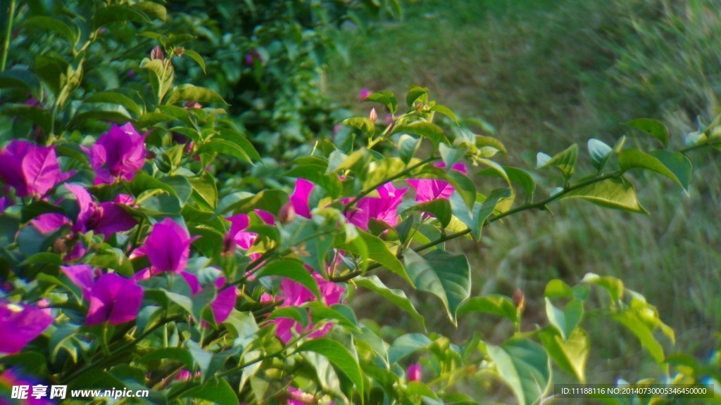 紫色的小花