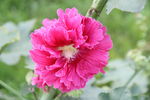 蜀葵花