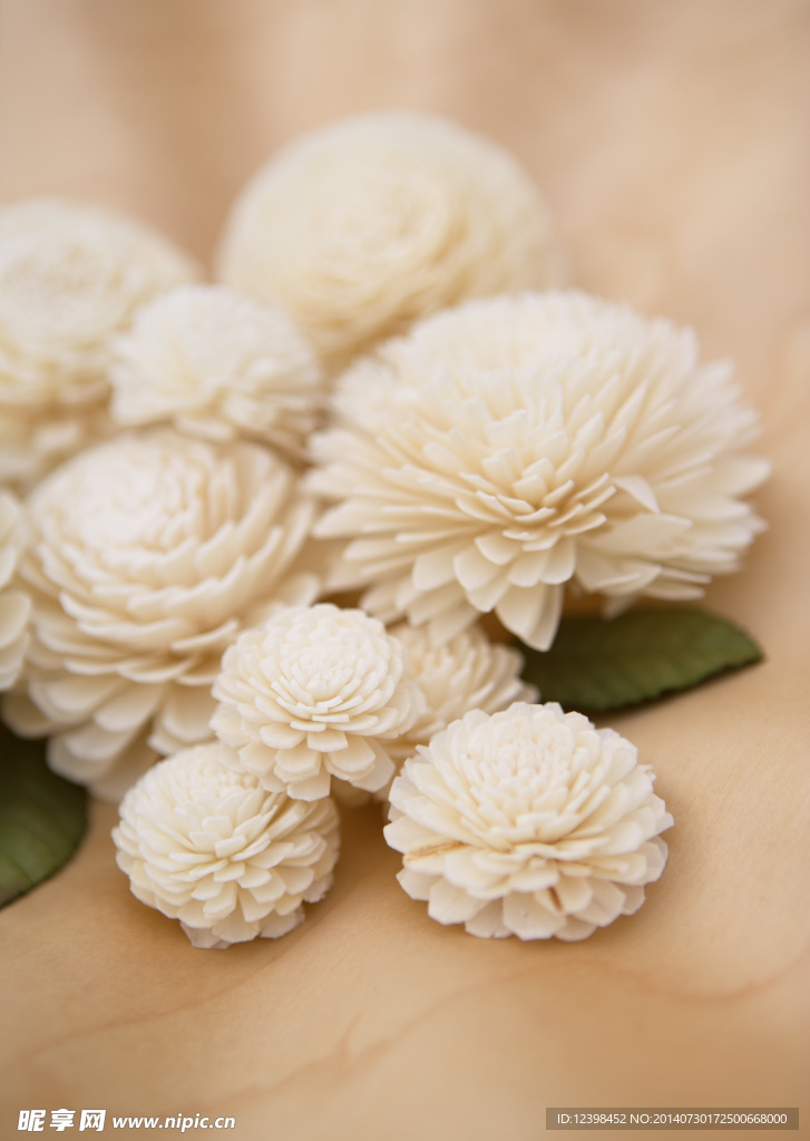 白球花摄影