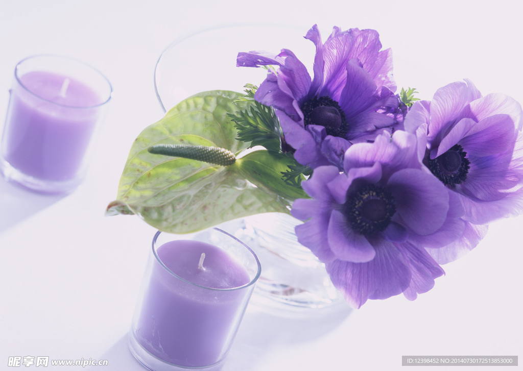 蓝蝴蝶花摄影