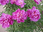 芍药花