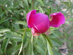 芍药
