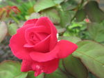 玫瑰花
