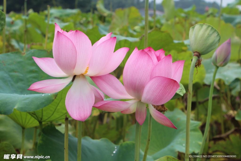 莲花
