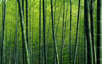 竹林