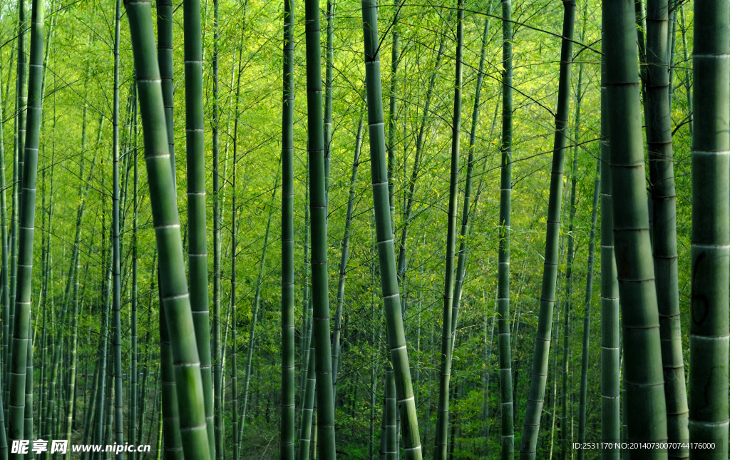 竹林