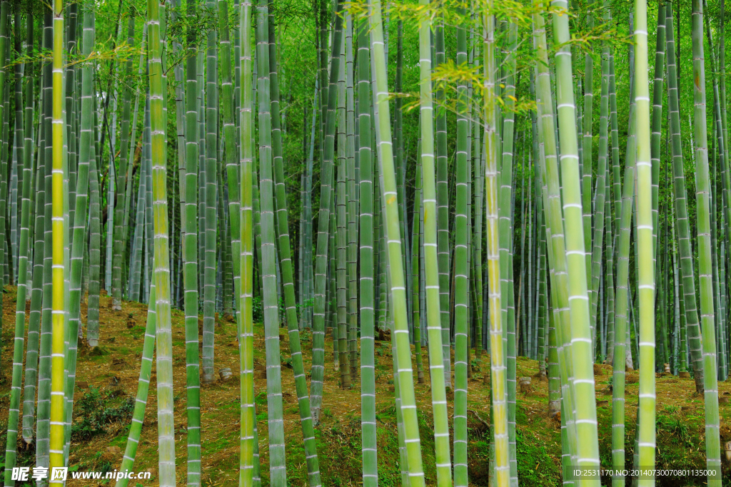 竹林