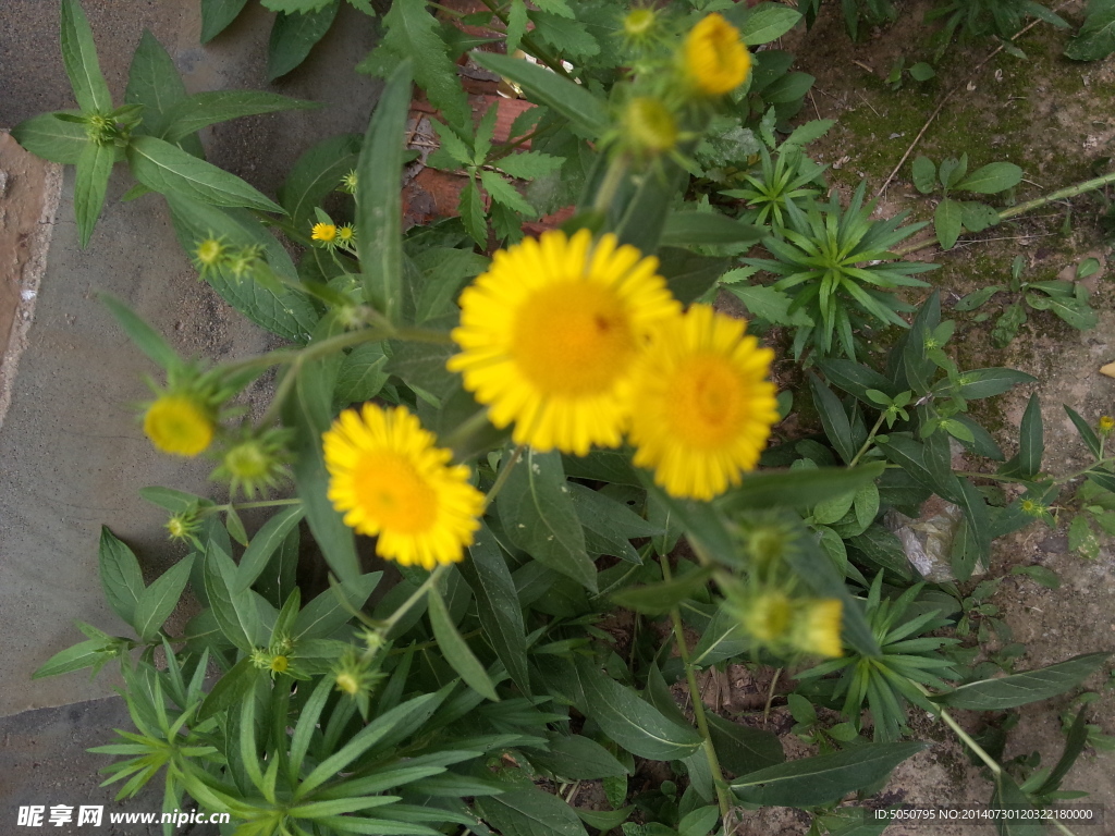 小黄花
