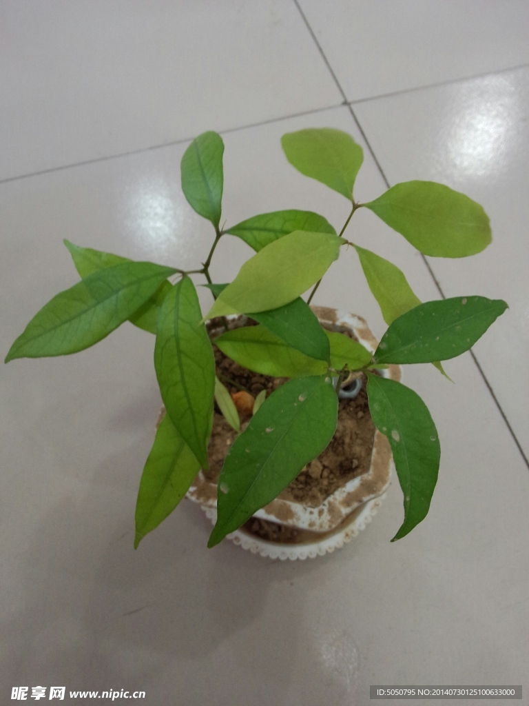 盆栽荔枝树