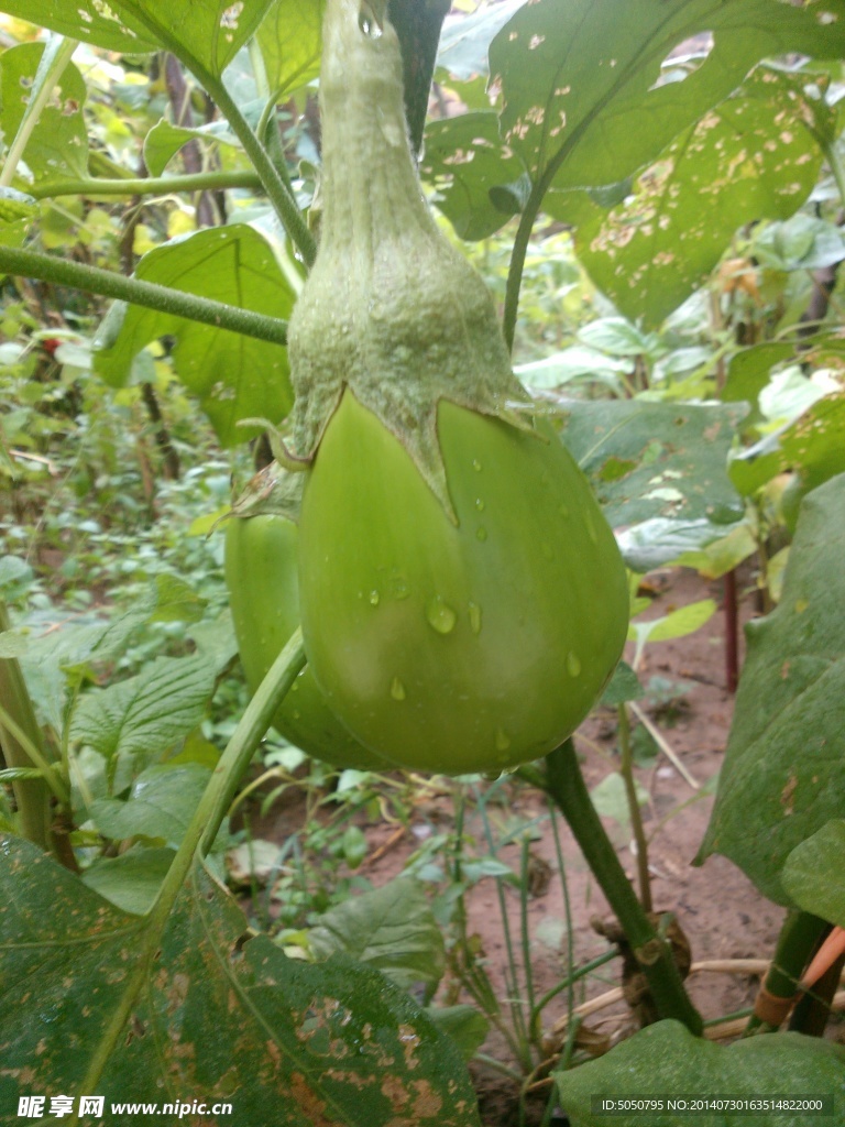 茄子摄影