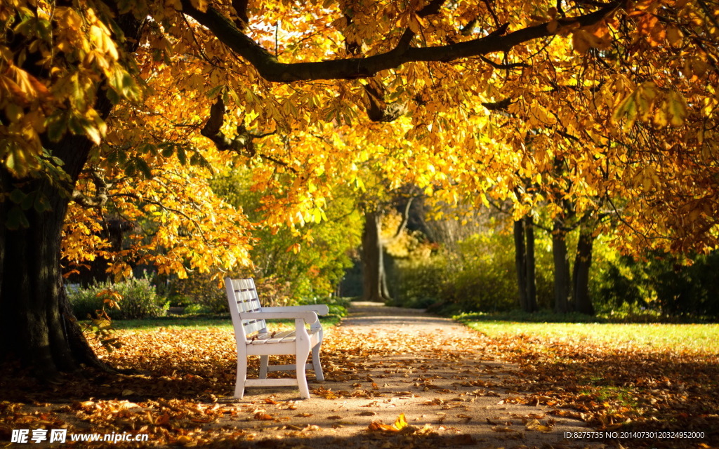 长椅 椅子 落叶 叶子 