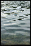 泸沽湖的水
