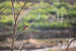 麻雀虽小