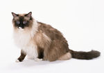 伯曼猫