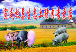 生态土猪肉