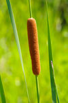 蒲棒