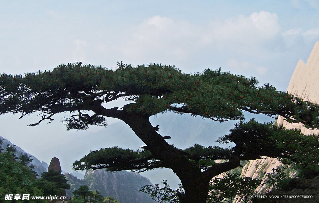 黄山松