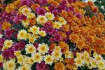 菊花从